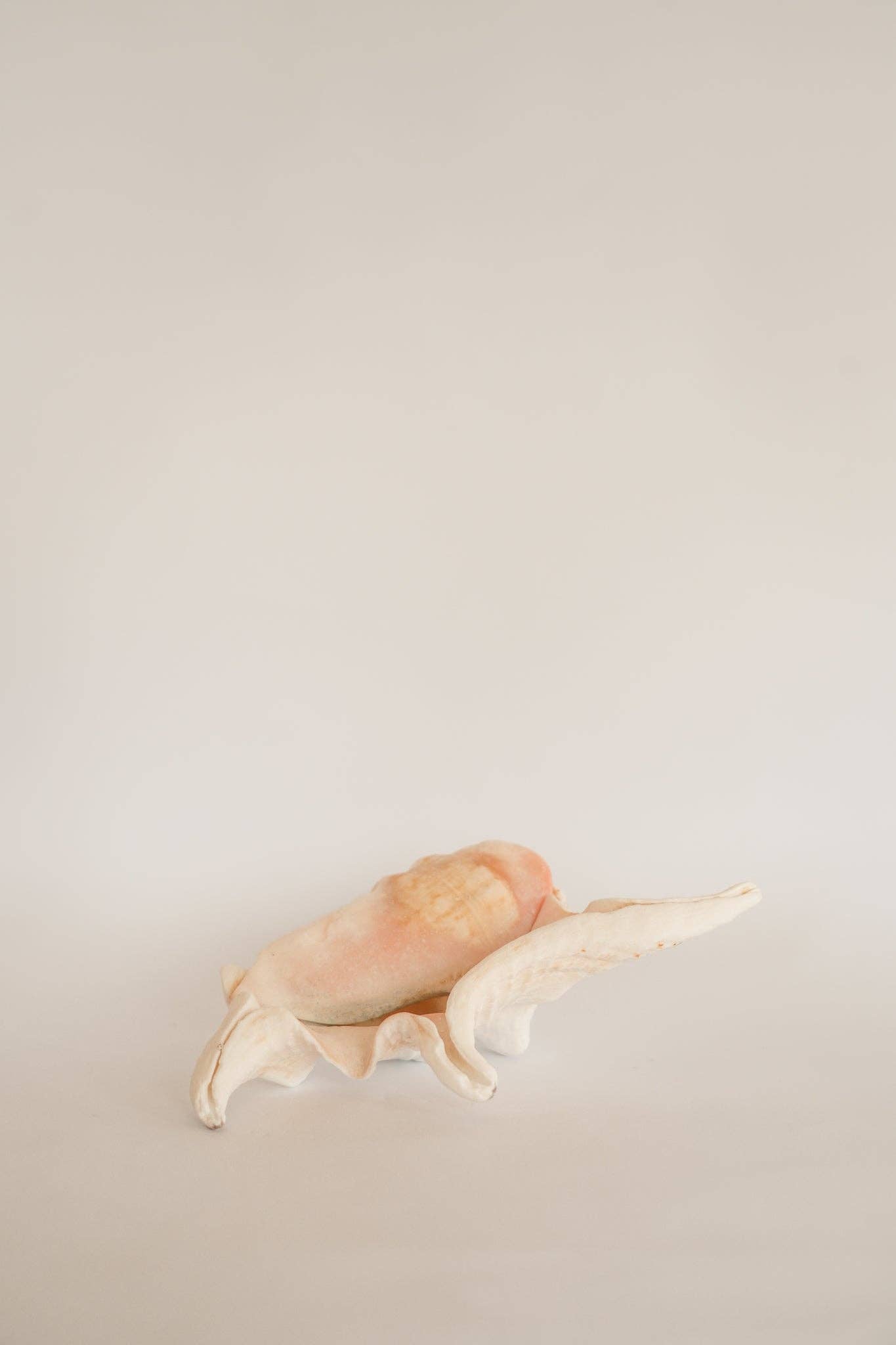 THE PEARLA PATE SET: Terazzo